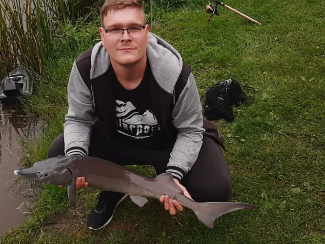 Stör