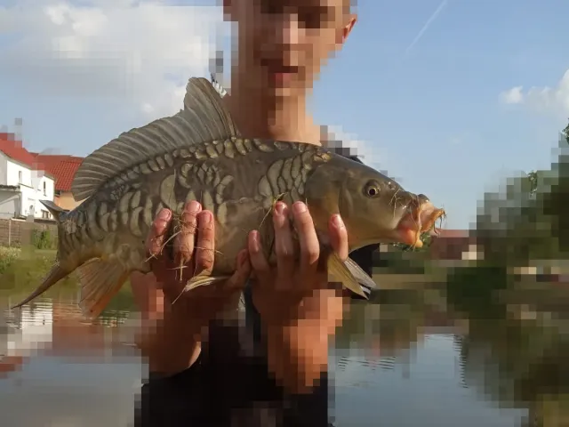 Karpfen
