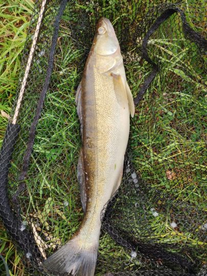 Zander