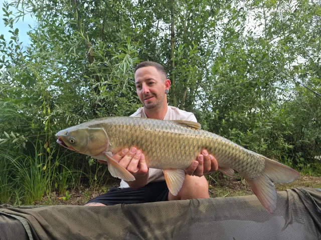 Graskarpfen