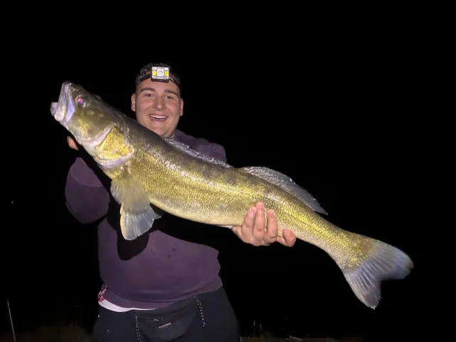 Zander