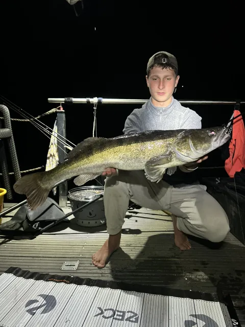 Zander