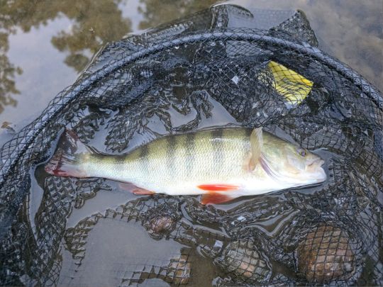Flussbarsch