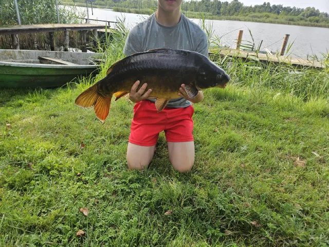 Karpfen