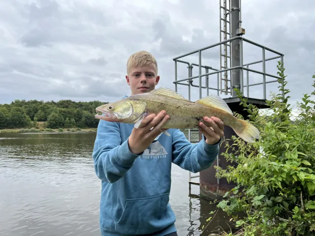 Zander
