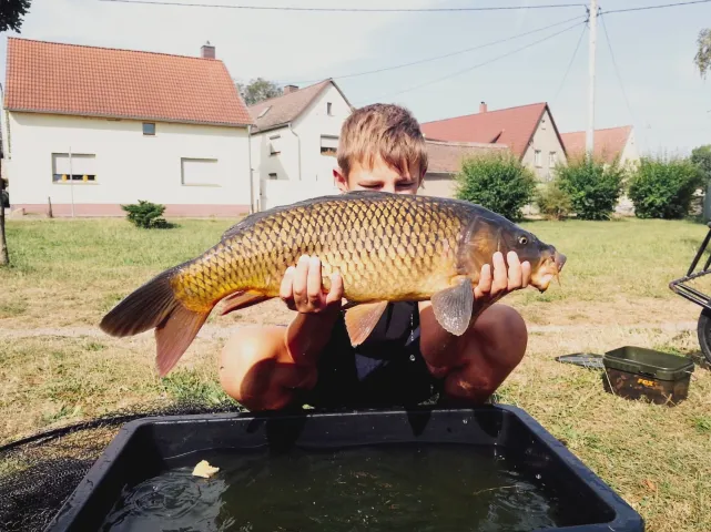 Karpfen