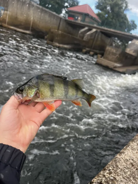 Flussbarsch
