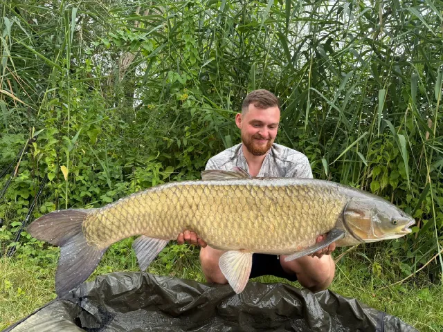 Graskarpfen