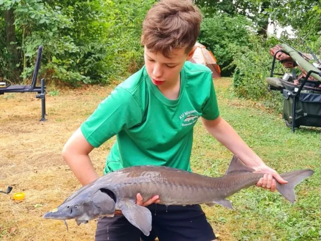 Stör