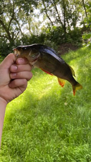 Flussbarsch