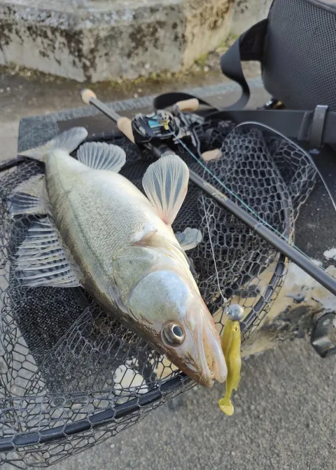 Zander