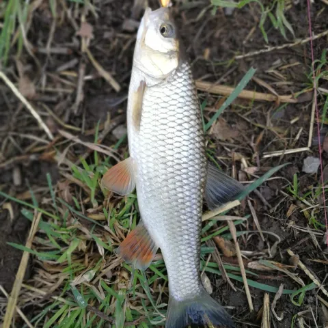 Döbel