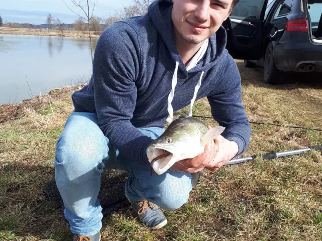 Zander
