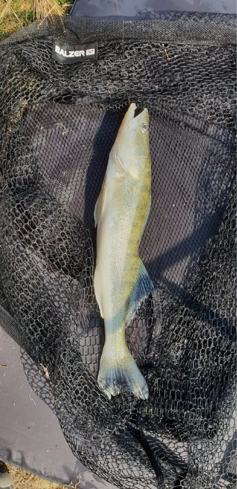 Zander