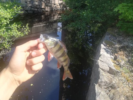 Flussbarsch