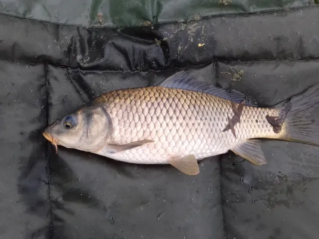 Karpfen