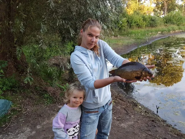 Karausche