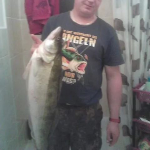 Zander