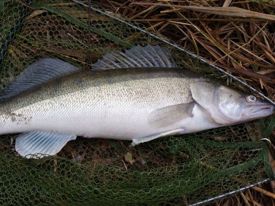 Zander
