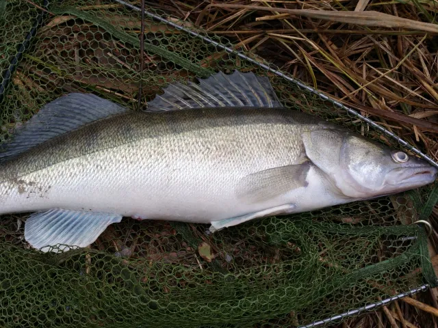 Zander