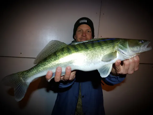 Zander