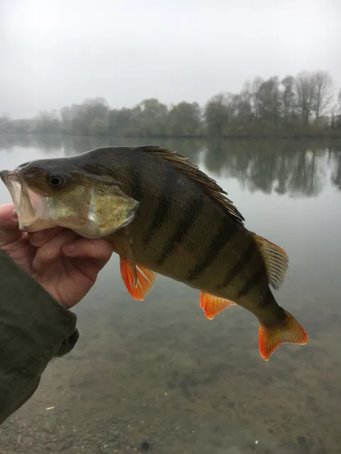Flussbarsch