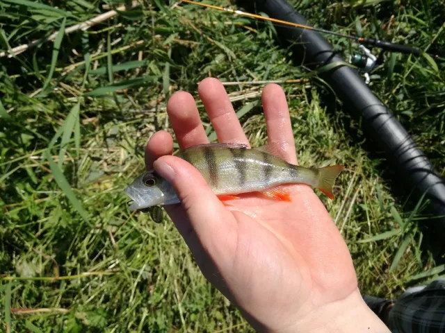 Flussbarsch