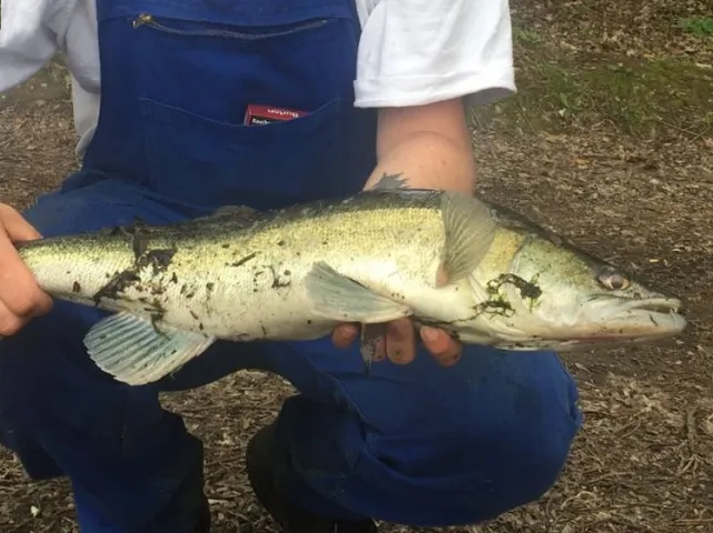 Zander