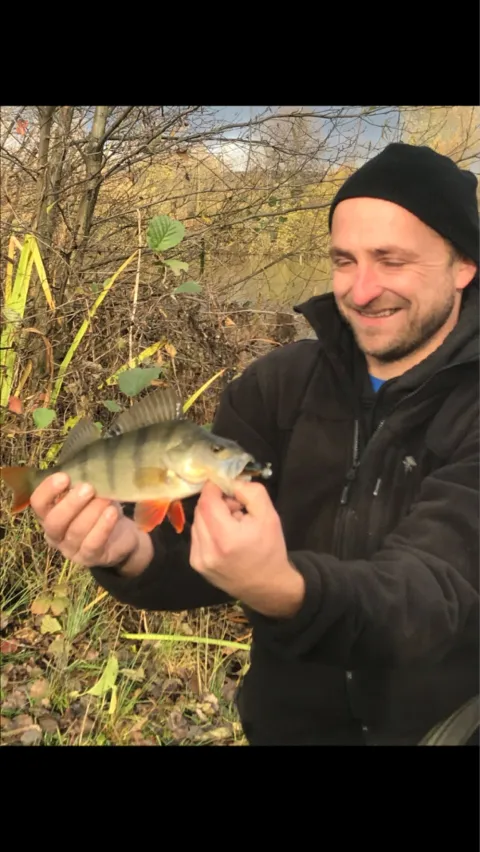 Flussbarsch