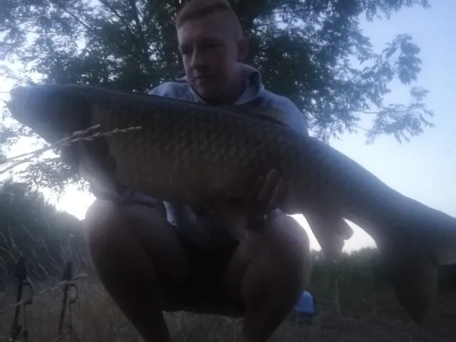 Graskarpfen