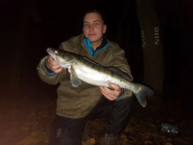 Zander