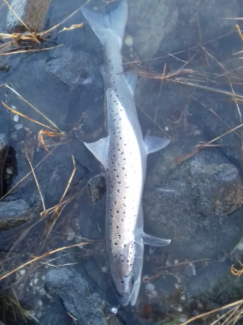 Lachs