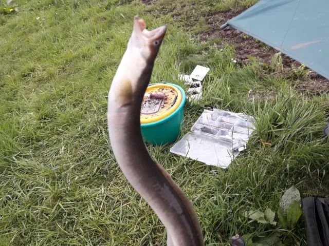 Aal