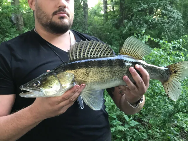 Zander