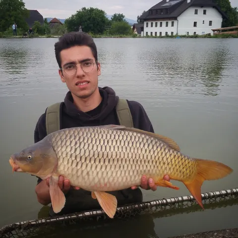 Karpfen