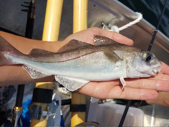 Schellfisch