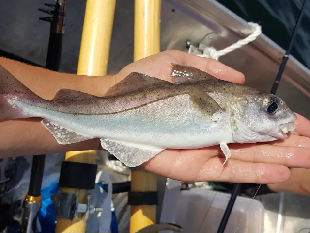 Schellfisch