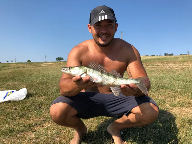 Zander