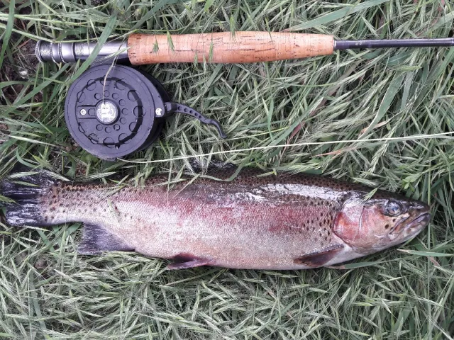 Regenbogenforelle