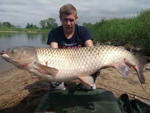 Graskarpfen