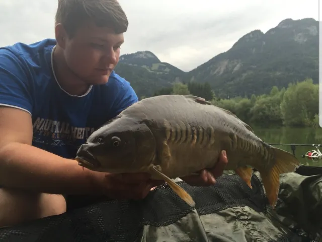 Karpfen