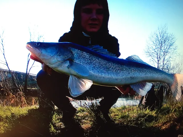 Zander