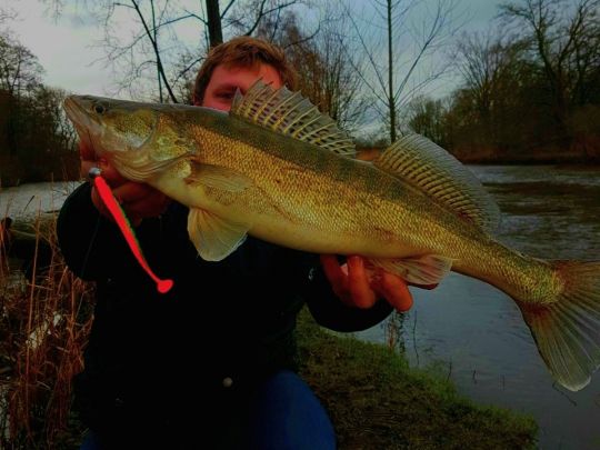 Zander