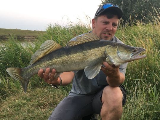 Zander