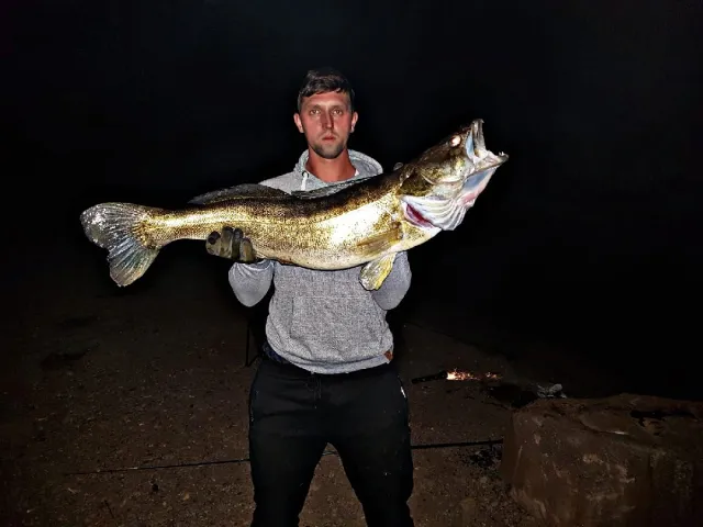 Zander