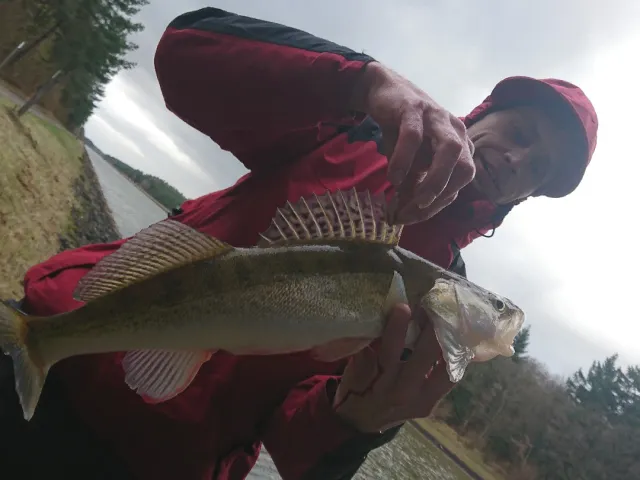 Zander