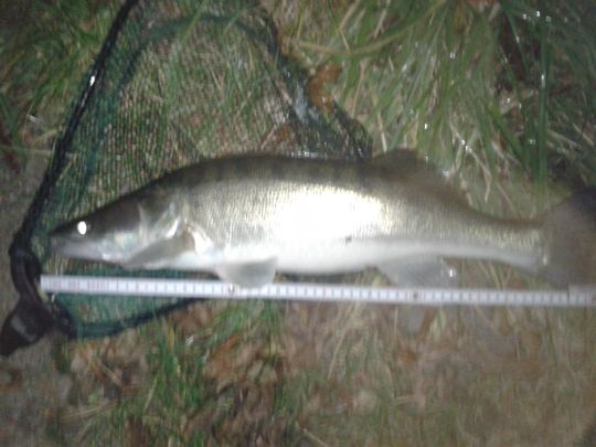 Zander