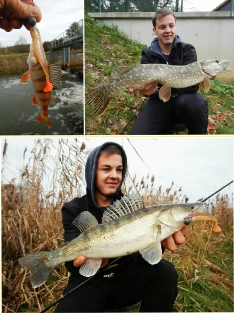 Zander