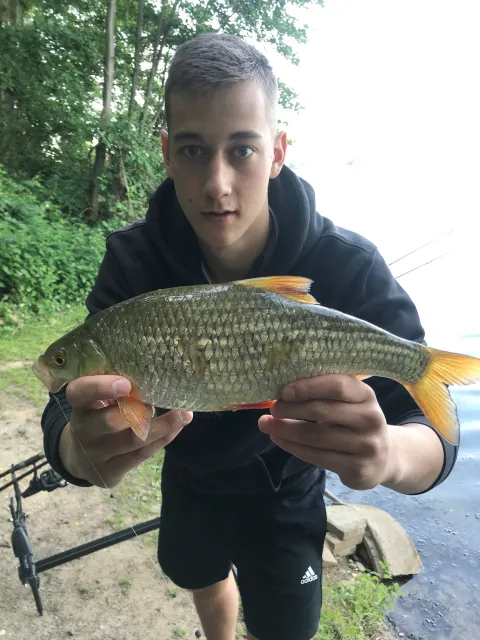 Rotauge