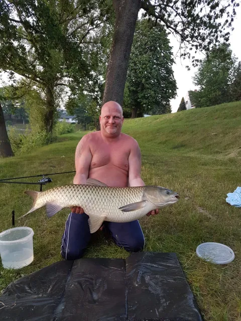 Graskarpfen